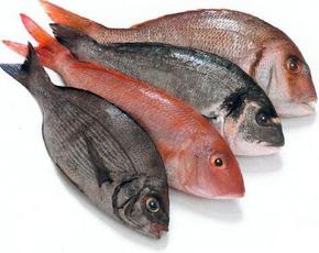 fatty fish builds immunity system